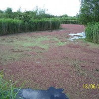 Azolla Weevil